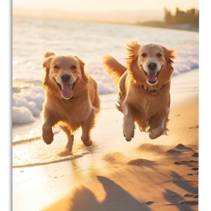 Golden Dogs at Sunset – Premium Metal Wall Art