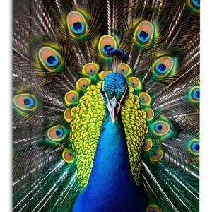 Regal Peacock Display – Premium Metal Wall Art